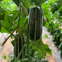 Yiwo Wu Sweet Melon Seeds, 3g