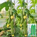 Qingmei Luffa Seeds, 20 Seeds