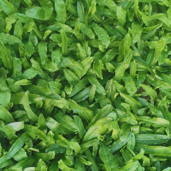 Sawtooth Coriander Seeds, 1000 Seeds