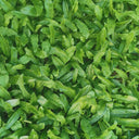 Sawtooth Coriander Seeds, 1000 Seeds