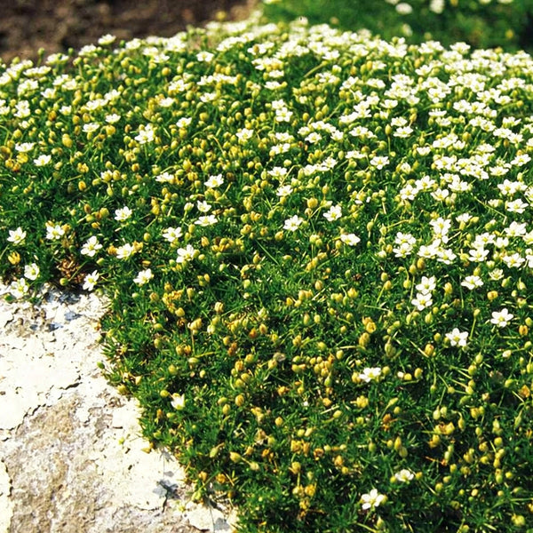 Irish Moss, 20 Seeds