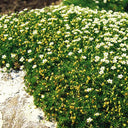 Irish Moss, 20 Seeds