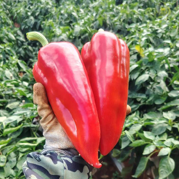 Conical Red Sweet Pepper Seeds, 0.5g