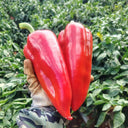 Conical Red Sweet Pepper Seeds, 0.5g