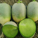 'Liangguan' Apple-shape Green Radish Seeds, 10g