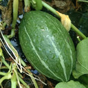 Jingyan Olive-shaped Pumpkin Seeds, 10 Seeds