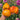 532 Minusinsk Orange Elephant Tomato, 5 Seeds