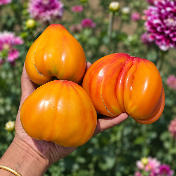 532 Minusinsk Orange Elephant Tomato, 5 Seeds