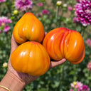 532 Minusinsk Orange Elephant Tomato, 5 Seeds