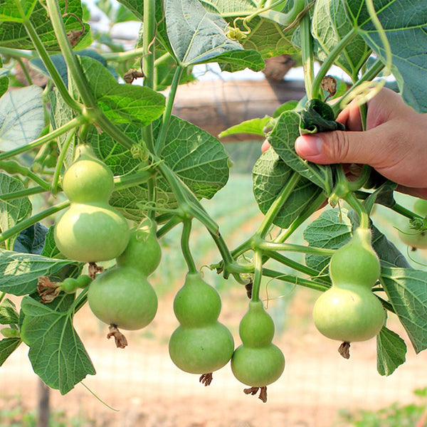 Hezhichun Mini Hand-twisted Gourd, 10 Seeds