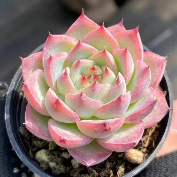 Echeveria 'Silhouette', 3pcs x 1-head