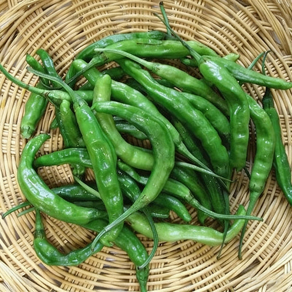 Korean Green Chili Pepper, 20 Seeds