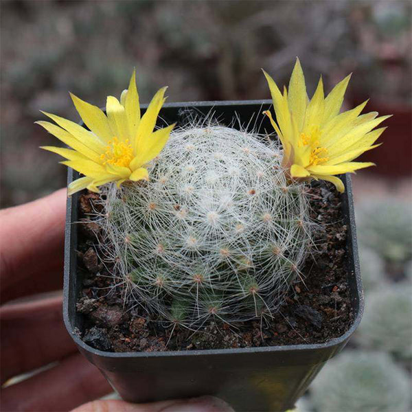 Mammillaria baumii, 3cm