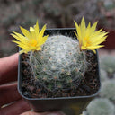 Mammillaria baumii, 3cm