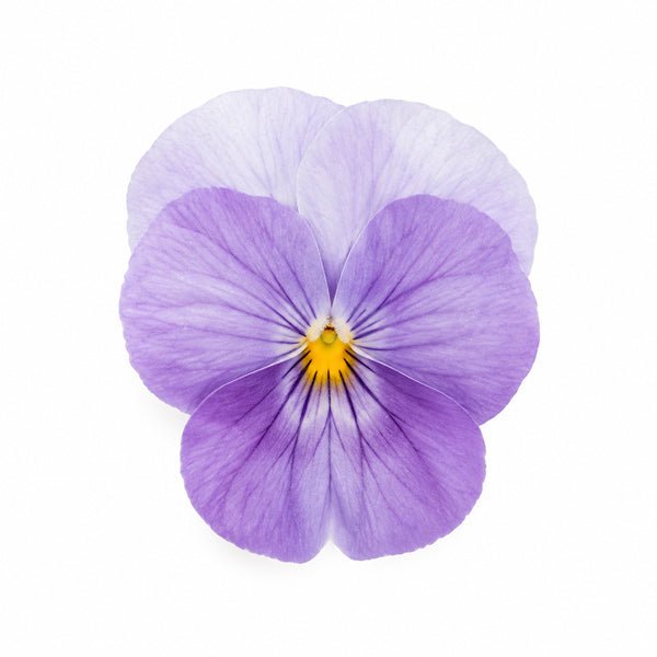 U2337 Floral Power Pink Beacon F1 Viola, 5 Seeds