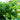 Strawberry Mint, 50 ~ 100 Seeds