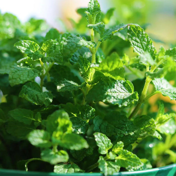 Strawberry Mint, 50 ~ 100 Seeds