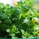 Strawberry Mint, 50 ~ 100 Seeds