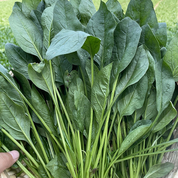 Four Seasons Spinach Seeds, 10g