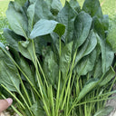 Four Seasons Spinach Seeds, 10g