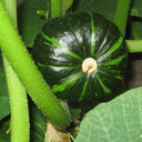 Green Baby Mini Pumpkin Seeds, 50 Seeds