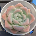 Echeveria 'Ice green', 3pcs x 1-head