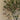 Olive Tree, 20 Seeds