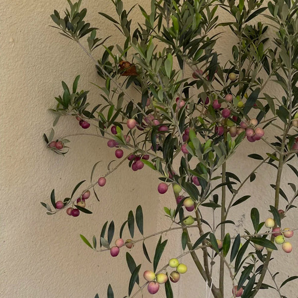 Olive Tree, 20 Seeds