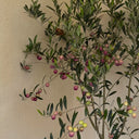 Olive Tree, 20 Seeds