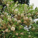 Xanthoceras sorbifolium, 20 Seeds