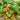 769 Mini Pig Red Tomato, 5 Seeds