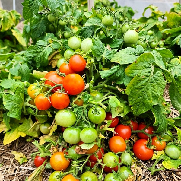 769 Mini Pig Red Tomato, 5 Seeds