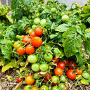 769 Mini Pig Red Tomato, 5 Seeds