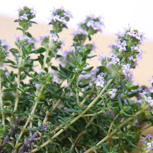 Mongolian Thyme Seeds, 250 Seeds
