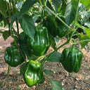 Spicy Chili Pepper Seeds, 1000 Seeds