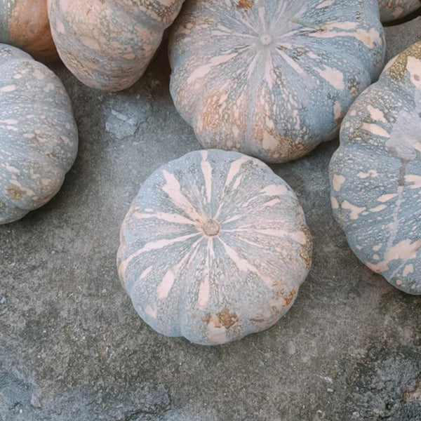 Sweet Dough Millstone Pumpkin, 10 Seeds