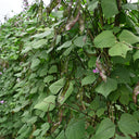 Hyacinth Bean Seeds, 5g Per Bag