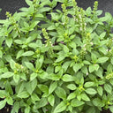 Chaozhou Jin Bu Huan Thai Basil, 500 Seeds