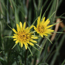 Giant Dandelion (Tragopogon orientalis), 10 Seeds