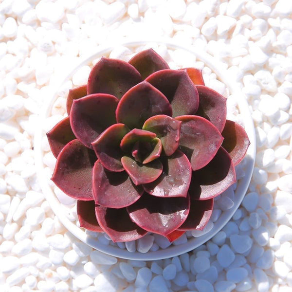 Echeveria 'Chocolate', 3pcs x 1-head
