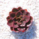 Echeveria 'Chocolate', 3pcs x 1-head