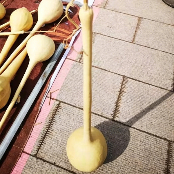 Long Handle Gourd, 10 Seeds