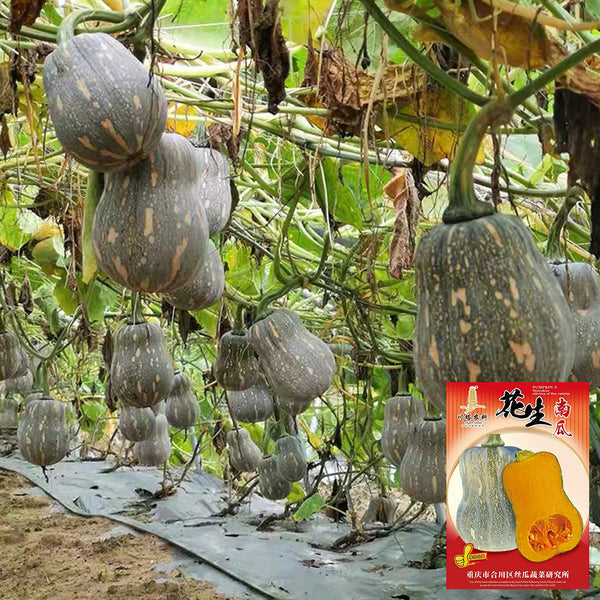Peanut Pumpkin Seeds, 10 Seeds