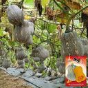 Peanut Pumpkin Seeds, 10 Seeds