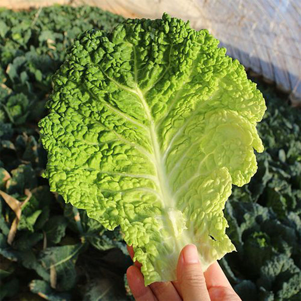 'Dongzhou No.1' Cabbage Seeds, 5g