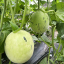 Meteor Silver Jade Melon Seeds, 20 Seeds