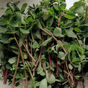Dutch Purslane Seeds, 10g