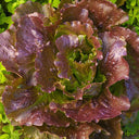 'Amethyst Cream' Lettuce Seeds, 2g