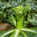 'Cuiqing 75' Qingmaye Chinese Cabbage Seeds, 4g