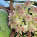 Hoya balaensis, 1 Cutting